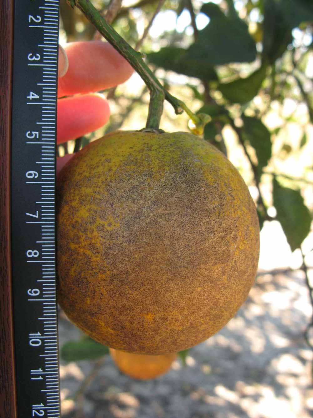            Fruit (Winter Haven, FL)   